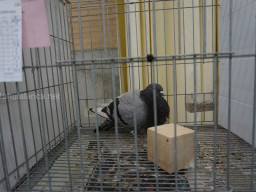 XIV Concurso Exposición de Palomas de Raza en Mula 2024